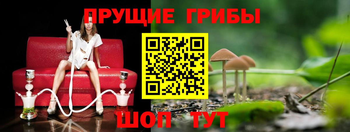 Псилоцибиновые грибы Psilocybine cubensis Шебекино